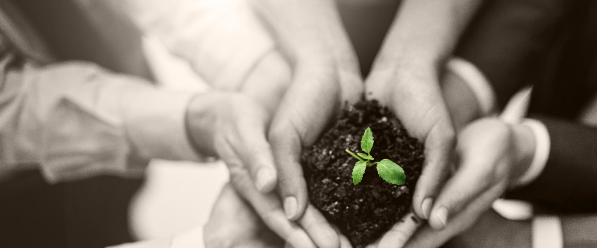 hands holding dirt with plant shoots growing